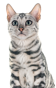 Kitten with gray stripes