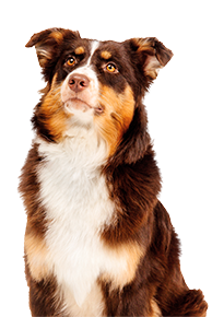 brown border collie