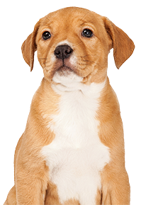 cute little puppy