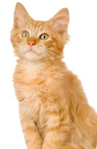 ginger cat kitten