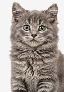 Fluffy gray tabby kitten with green eyes