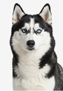Siberian husky with blue eyes looking forward