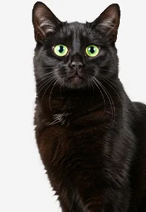 Black cat with green eyes on white background