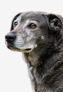 Older gray dog with white muzzle