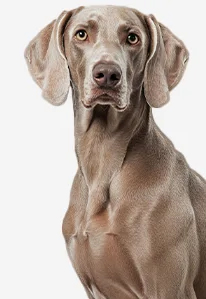 Weimaraner dog with short gray coat