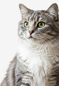 Gray tabby cat with green eyes on white background