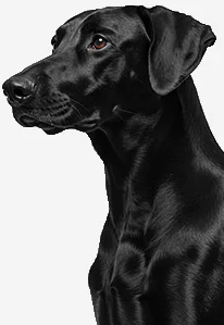 Black Labrador retriever side profile