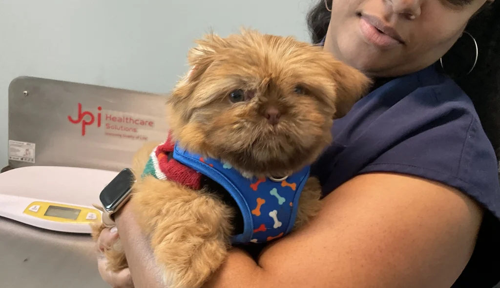 Small dog being held by a person in blue shirt