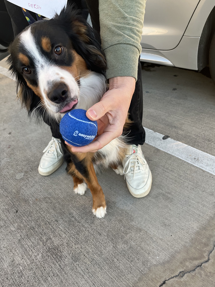 Dog with toy in mouth next to a person