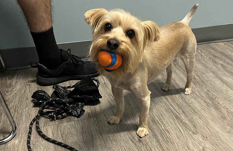 Small dog with orange ball in mouth