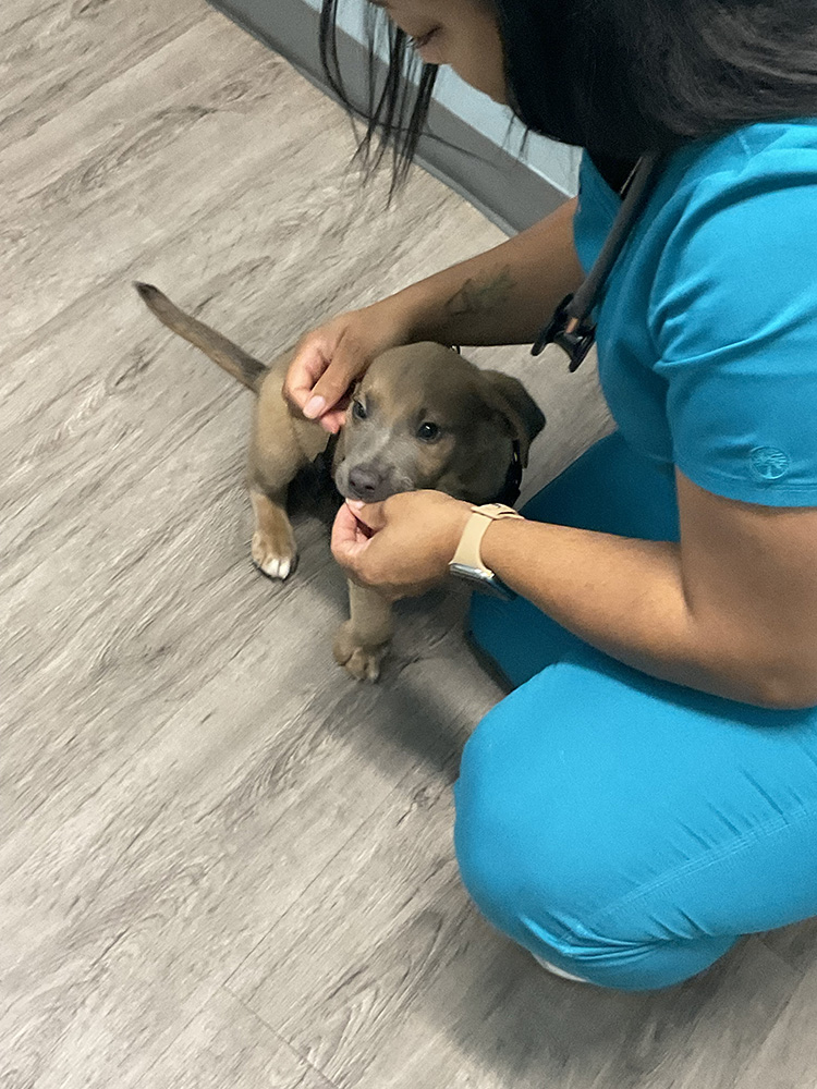 Puppy being held by vet in blue scrubs