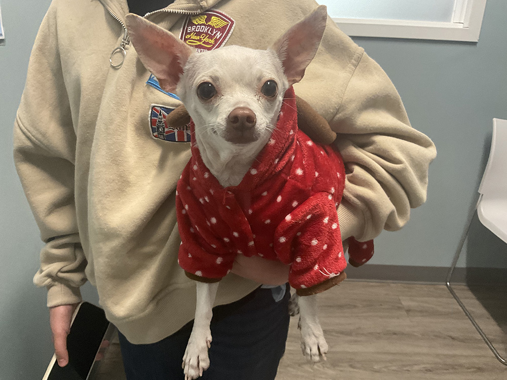 Small white dog in a red polka-dot outfit