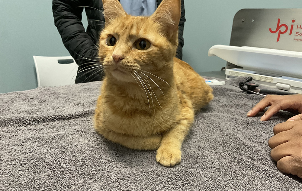 Orange cat laying on the floor