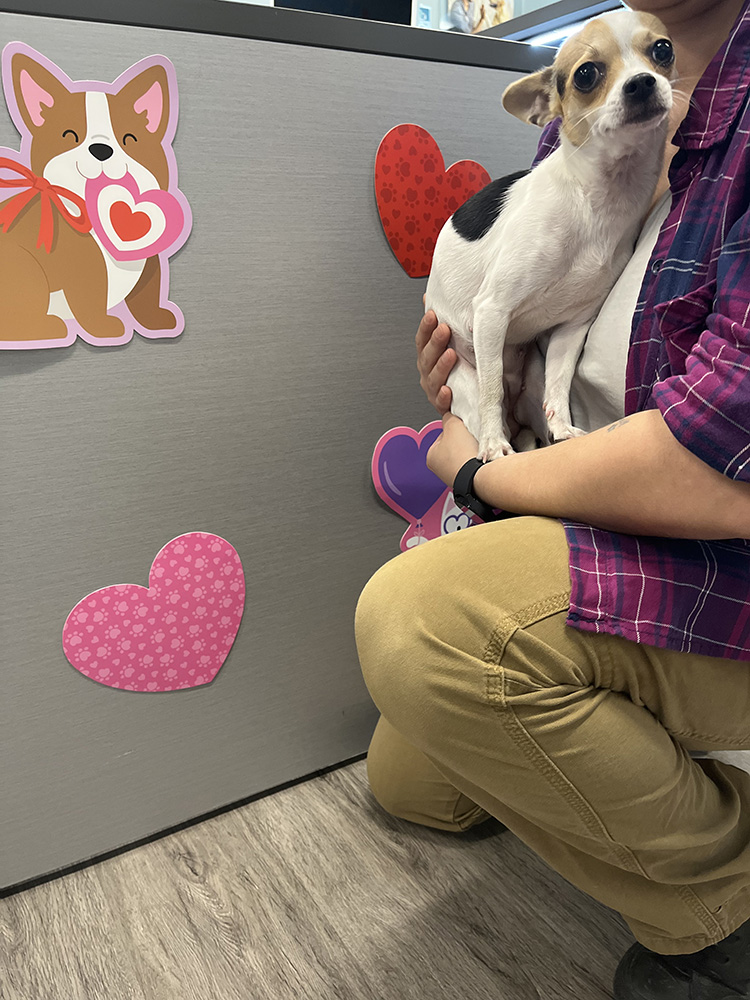 Person holding a small white and brown dog with heart decorations