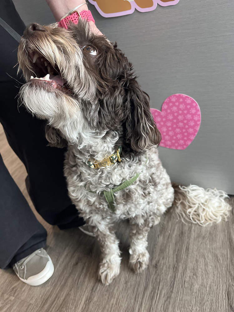 Dog with curly fur wearing a floral vest