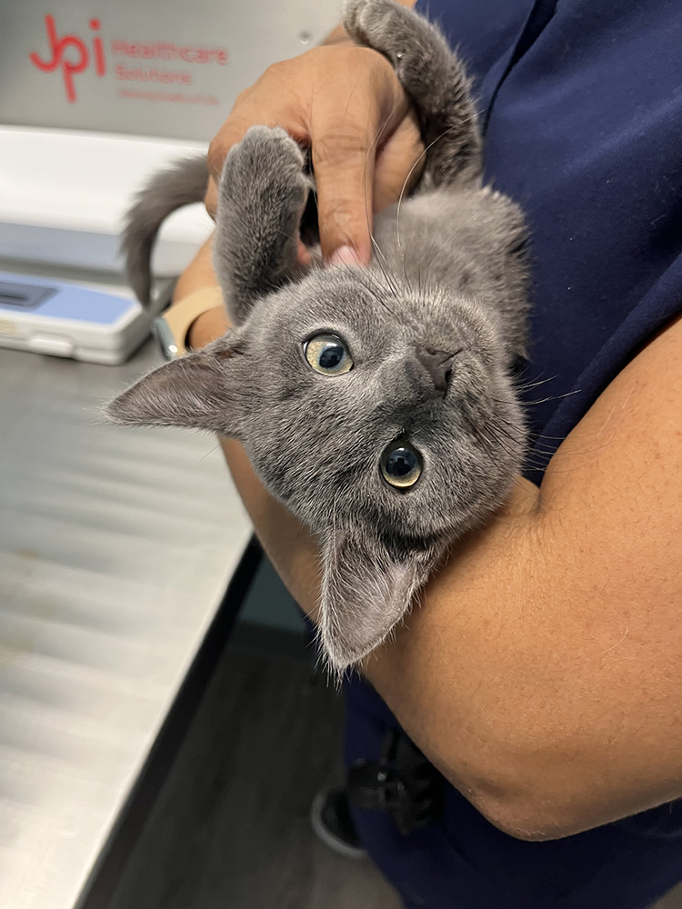 Gray kitten being held at the vet