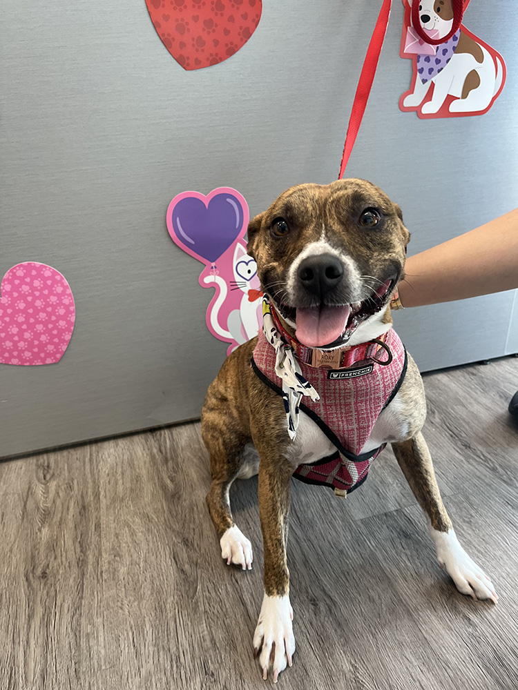 Dog with heart decor and pink harness