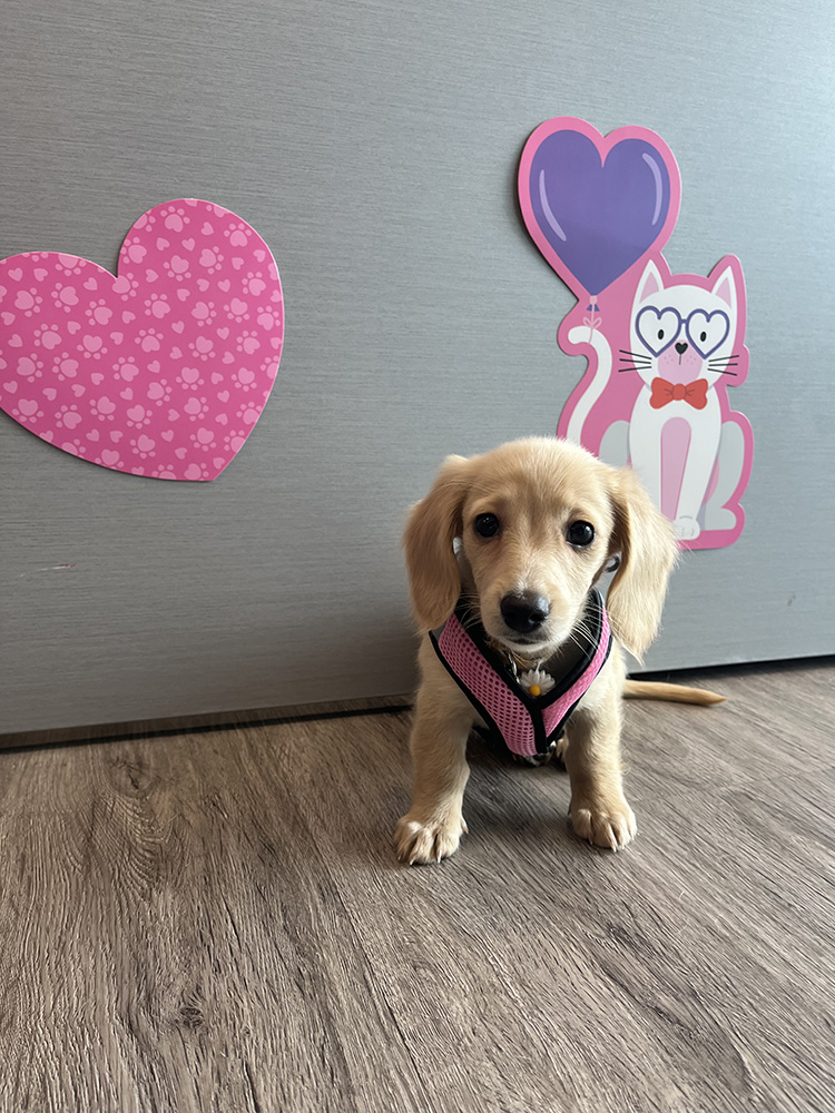 Puppy with a heart decoration and pink harness