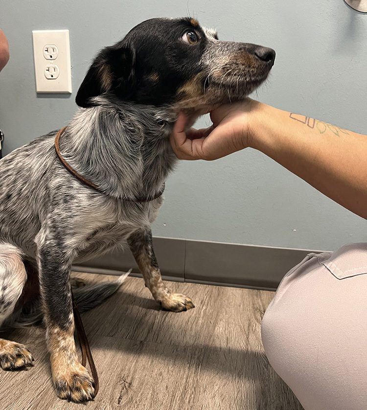 Dog getting petted by a person in a vet clinic