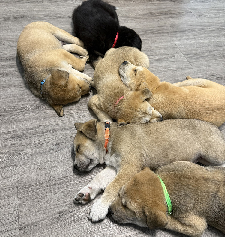 Group of puppies sleeping on a blanket