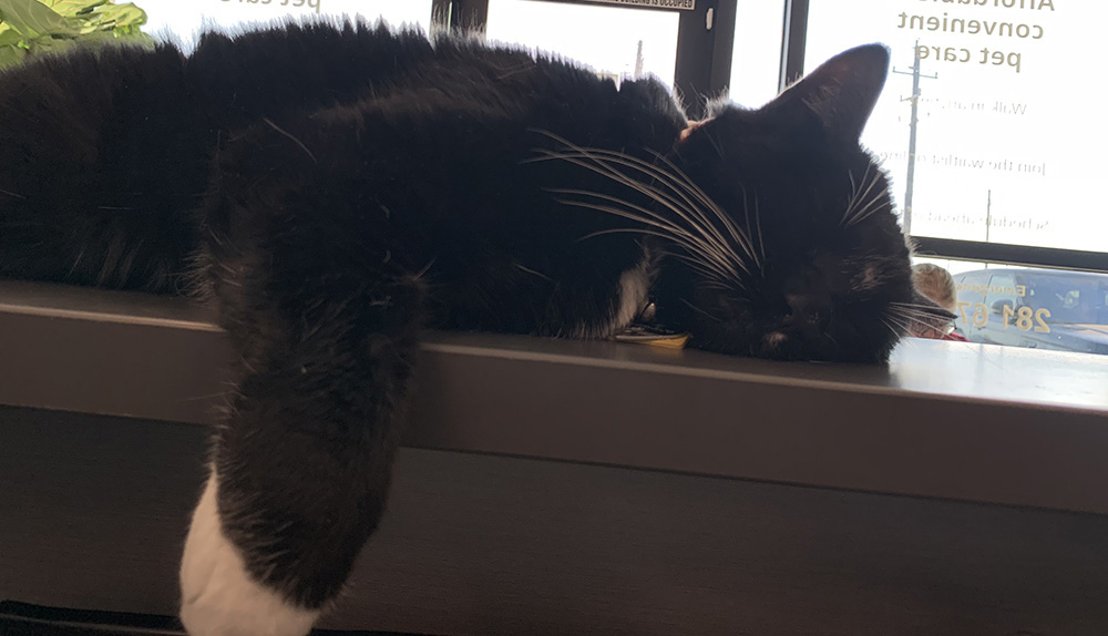 Black cat resting on a counter