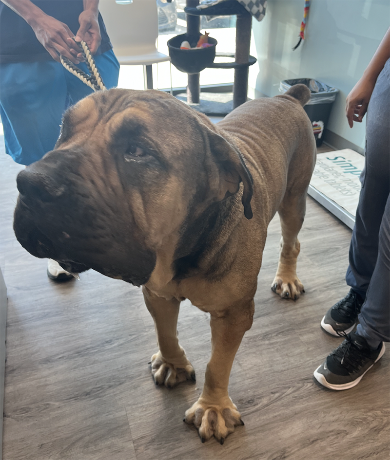 Large brown bloodhound in a clinic